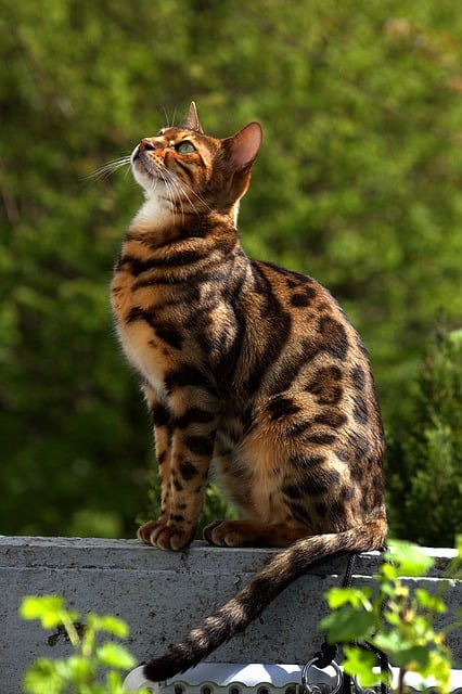 Royalty Bengals (1)