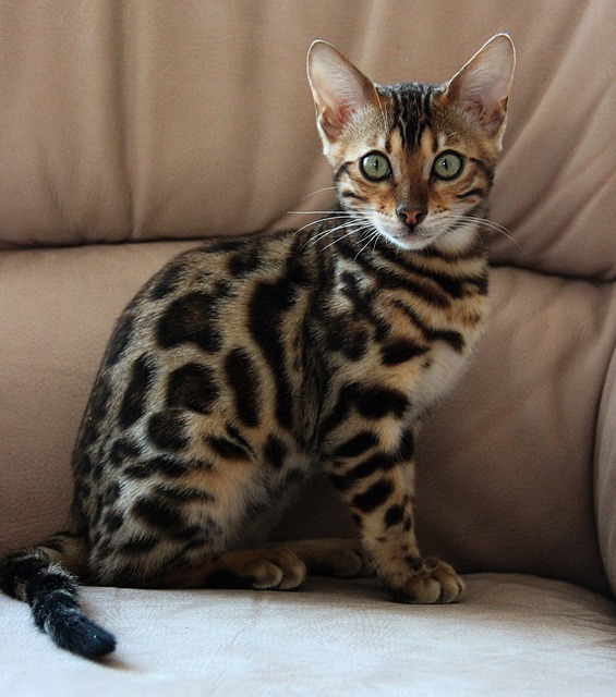 Royalty Bengals (4)