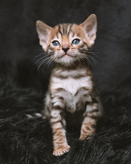 Royalty Bengals (5)