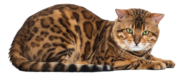Infinity Bengal Kittens Cattery
